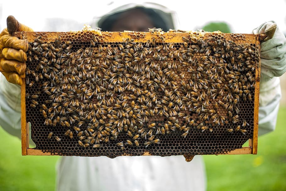 apiary-beekeepers-beekeeping-bees
