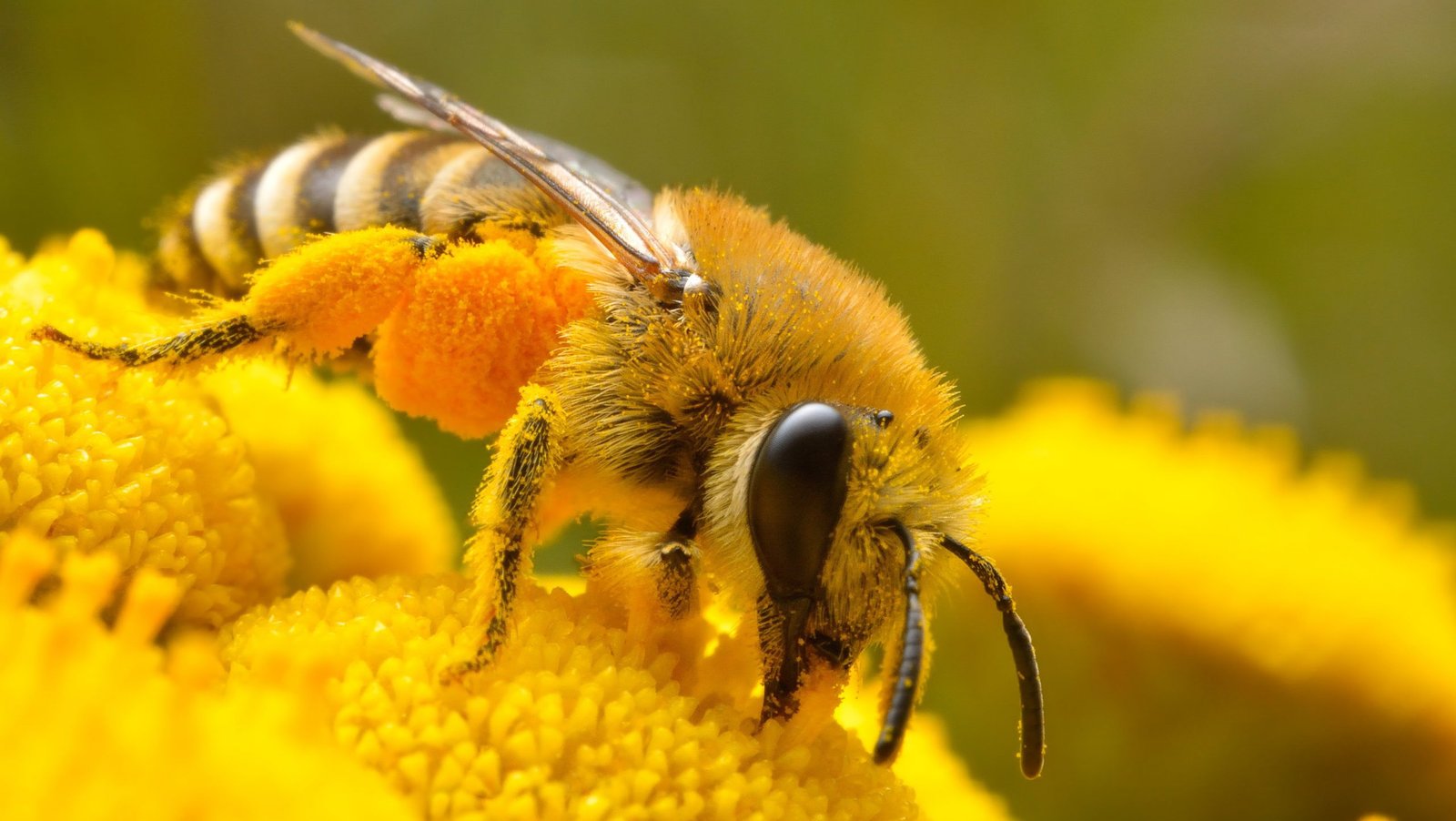 wallpaperflare.com_wallpaper-6